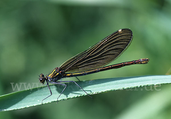 Blauflügel - Prachtlibelle (Calopteryx virgo)