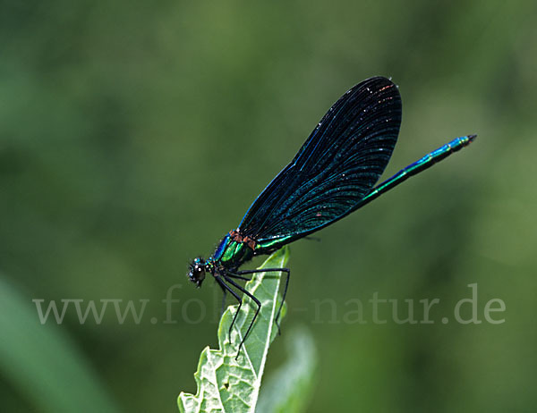 Blauflügel - Prachtlibelle (Calopteryx virgo)