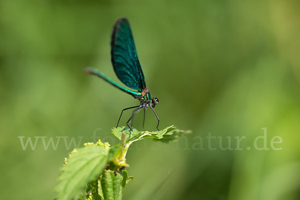 Blauflügel - Prachtlibelle (Calopteryx virgo)