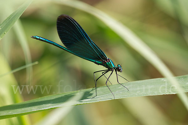 Blauflügel - Prachtlibelle (Calopteryx virgo)