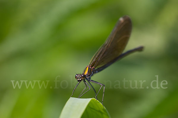 Blauflügel - Prachtlibelle (Calopteryx virgo)