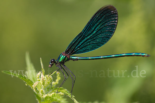 Blauflügel - Prachtlibelle (Calopteryx virgo)