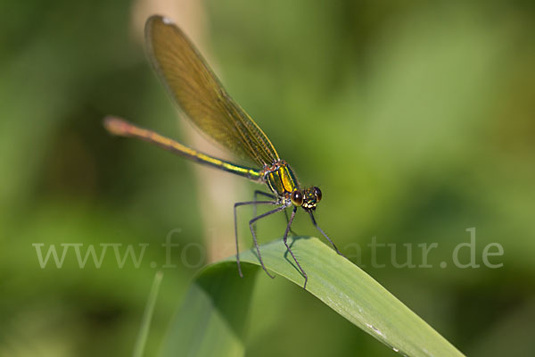 Blauflügel - Prachtlibelle (Calopteryx virgo)