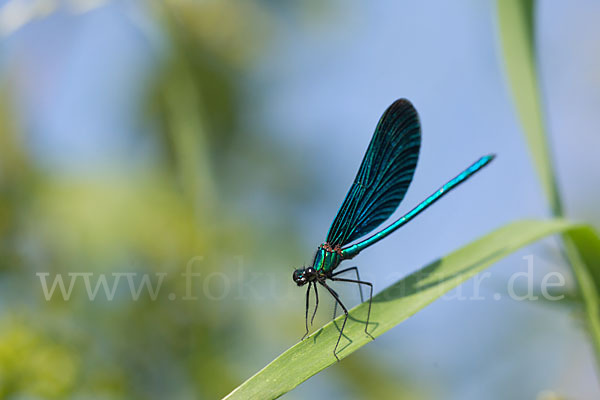 Blauflügel - Prachtlibelle (Calopteryx virgo)