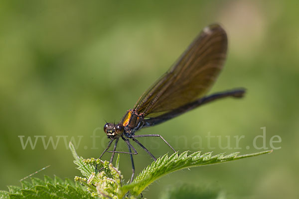 Blauflügel - Prachtlibelle (Calopteryx virgo)