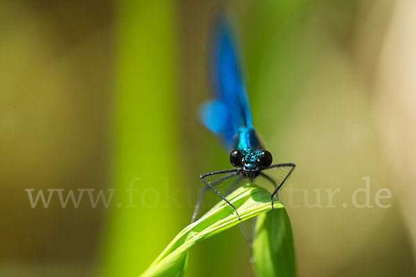 Blauflügel - Prachtlibelle (Calopteryx virgo)