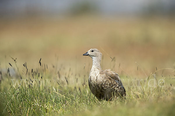 Blauflügelgans (Cyanochen cyanoptera)