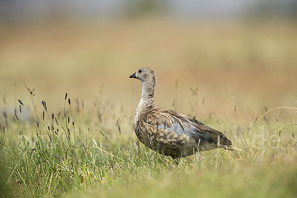 Blauflügelgans (Cyanochen cyanoptera)