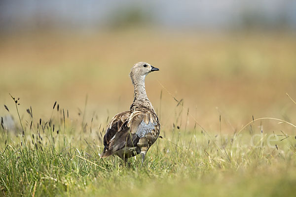 Blauflügelgans (Cyanochen cyanoptera)