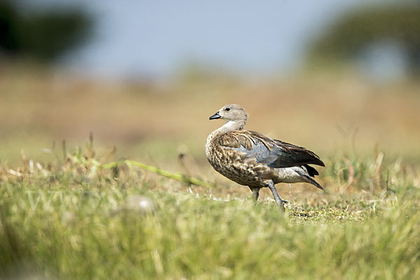 Blauflügelgans (Cyanochen cyanoptera)