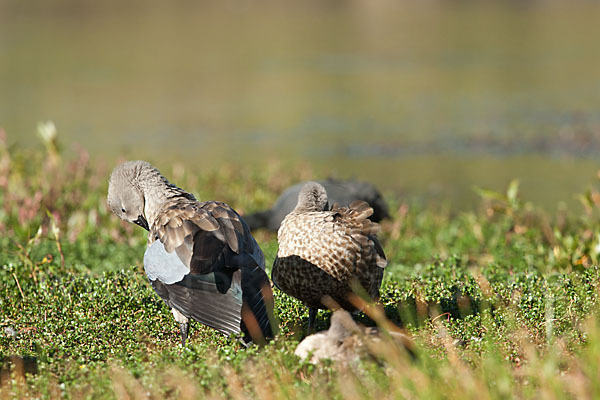 Blauflügelgans (Cyanochen cyanoptera)