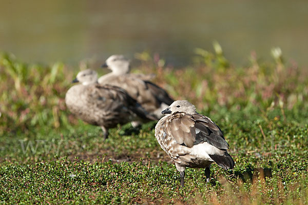 Blauflügelgans (Cyanochen cyanoptera)