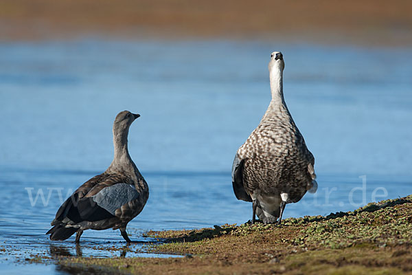 Blauflügelgans (Cyanochen cyanoptera)