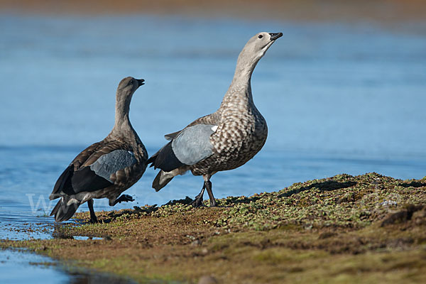 Blauflügelgans (Cyanochen cyanoptera)