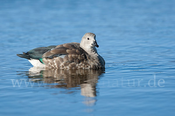 Blauflügelgans (Cyanochen cyanoptera)