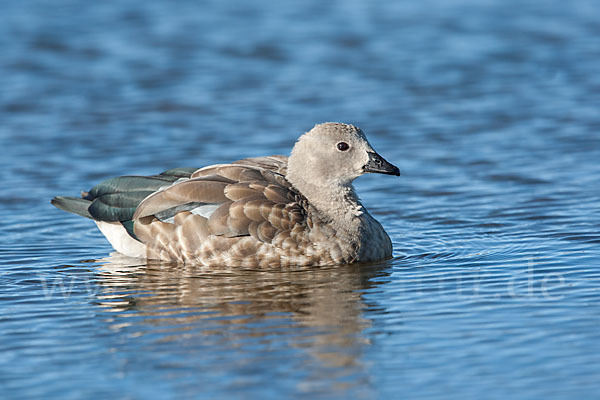 Blauflügelgans (Cyanochen cyanoptera)