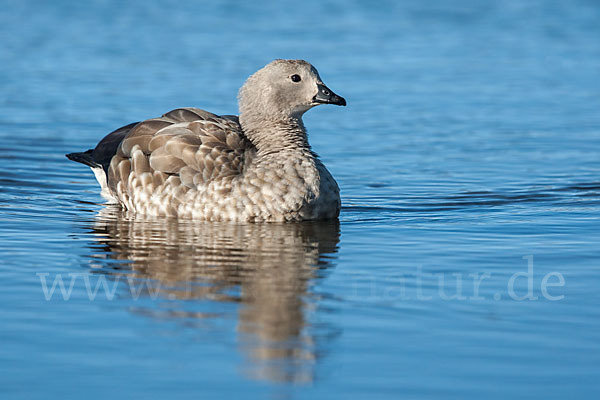 Blauflügelgans (Cyanochen cyanoptera)