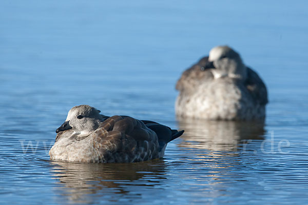 Blauflügelgans (Cyanochen cyanoptera)