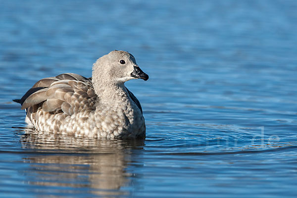 Blauflügelgans (Cyanochen cyanoptera)