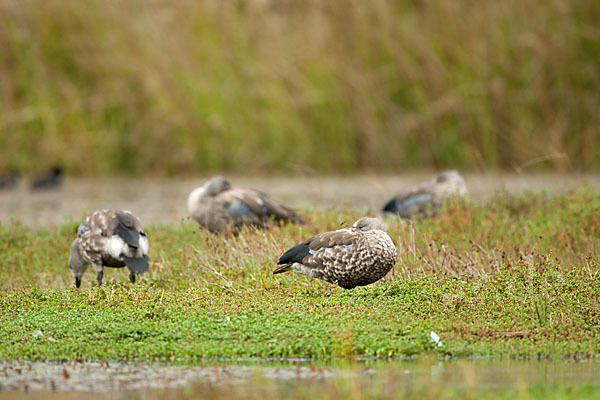 Blauflügelgans (Cyanochen cyanoptera)