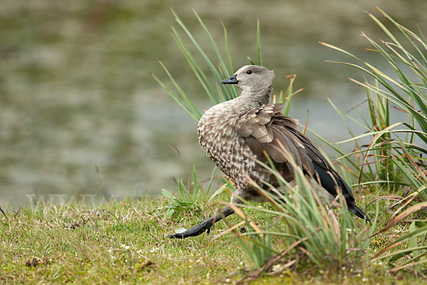 Blauflügelgans (Cyanochen cyanoptera)