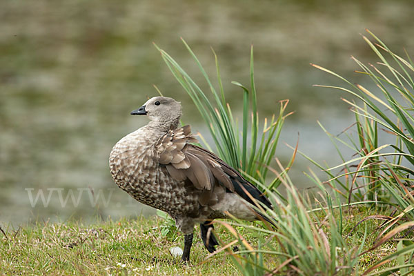 Blauflügelgans (Cyanochen cyanoptera)