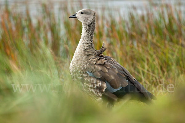 Blauflügelgans (Cyanochen cyanoptera)