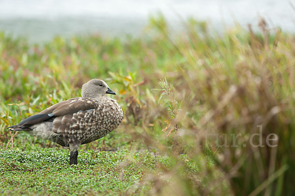 Blauflügelgans (Cyanochen cyanoptera)