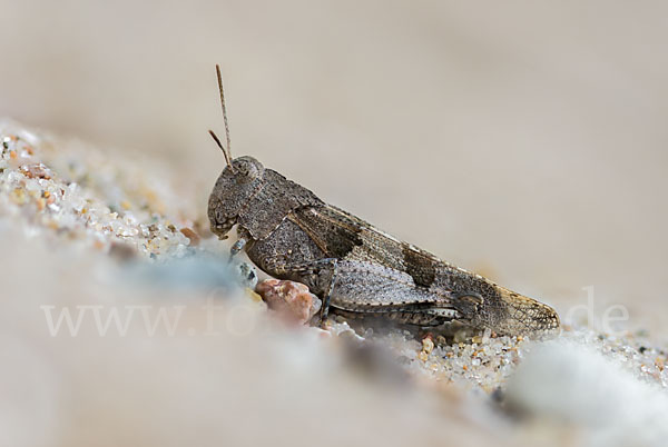 Blauflügelige Oedlandschrecke (Oedipoda caerulescens)