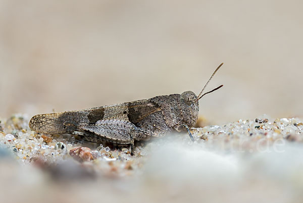 Blauflügelige Oedlandschrecke (Oedipoda caerulescens)