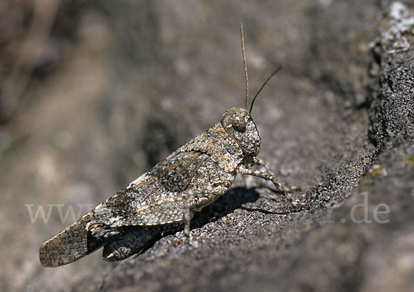 Blauflügelige Oedlandschrecke (Oedipoda caerulescens)