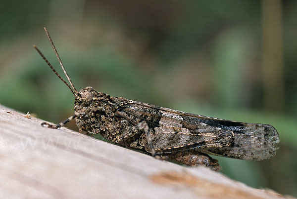 Blauflügelige Oedlandschrecke (Oedipoda caerulescens)