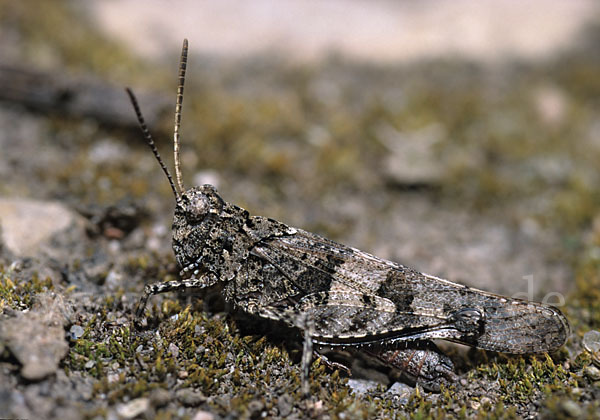 Blauflügelige Oedlandschrecke (Oedipoda caerulescens)