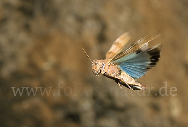 Blauflügelige Oedlandschrecke (Oedipoda caerulescens)