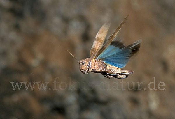 Blauflügelige Oedlandschrecke (Oedipoda caerulescens)