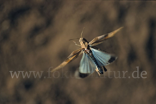 Blauflügelige Oedlandschrecke (Oedipoda caerulescens)