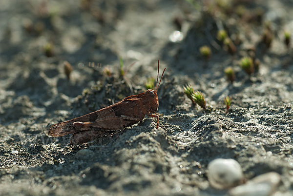 Blauflügelige Oedlandschrecke (Oedipoda caerulescens)