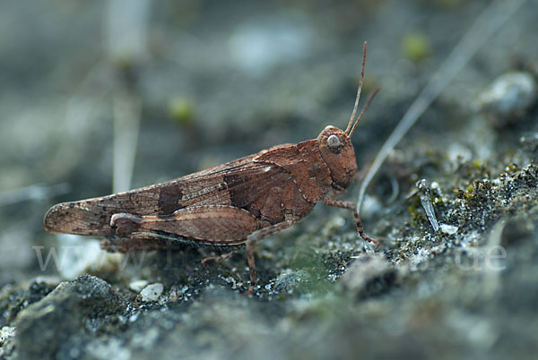 Blauflügelige Oedlandschrecke (Oedipoda caerulescens)