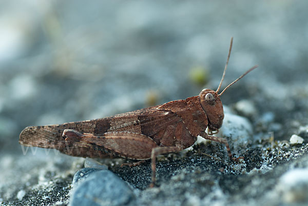 Blauflügelige Oedlandschrecke (Oedipoda caerulescens)