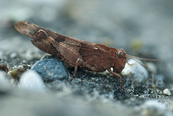 Blauflügelige Oedlandschrecke (Oedipoda caerulescens)