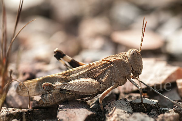 Blauflügelige Oedlandschrecke (Oedipoda caerulescens)