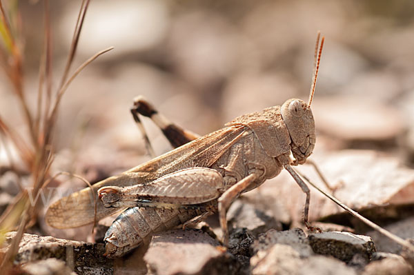 Blauflügelige Oedlandschrecke (Oedipoda caerulescens)