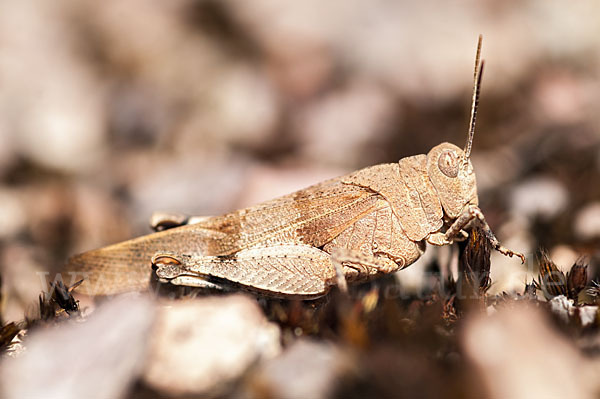 Blauflügelige Oedlandschrecke (Oedipoda caerulescens)