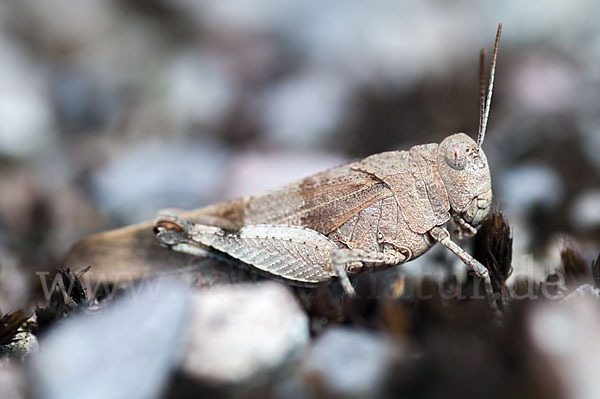 Blauflügelige Oedlandschrecke (Oedipoda caerulescens)