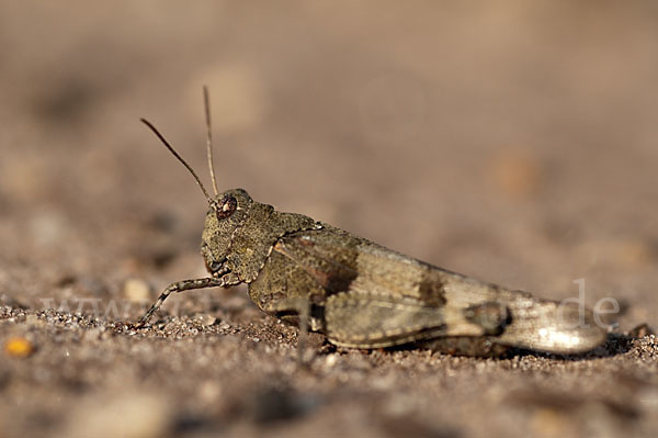 Blauflügelige Oedlandschrecke (Oedipoda caerulescens)