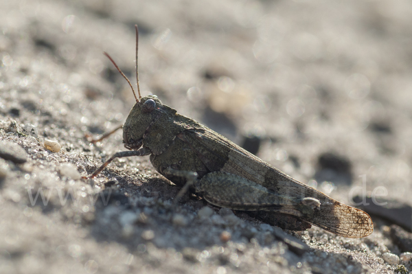 Blauflügelige Oedlandschrecke (Oedipoda caerulescens)