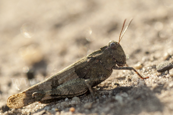 Blauflügelige Oedlandschrecke (Oedipoda caerulescens)