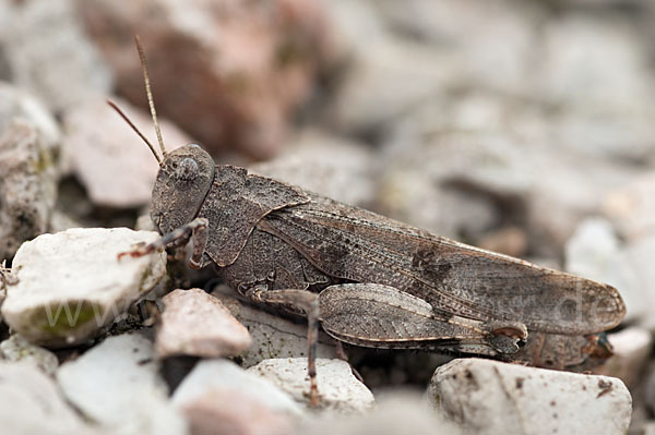 Blauflügelige Oedlandschrecke (Oedipoda caerulescens)