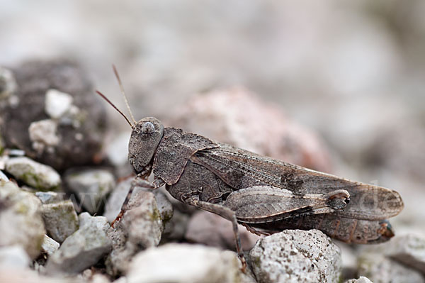 Blauflügelige Oedlandschrecke (Oedipoda caerulescens)