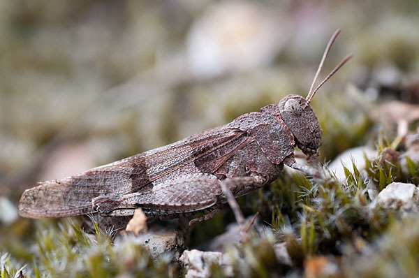 Blauflügelige Oedlandschrecke (Oedipoda caerulescens)